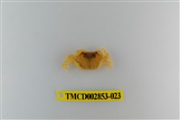 藏品(太魯閣澤蟹)的圖片